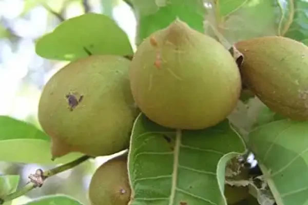 Madhuca indica