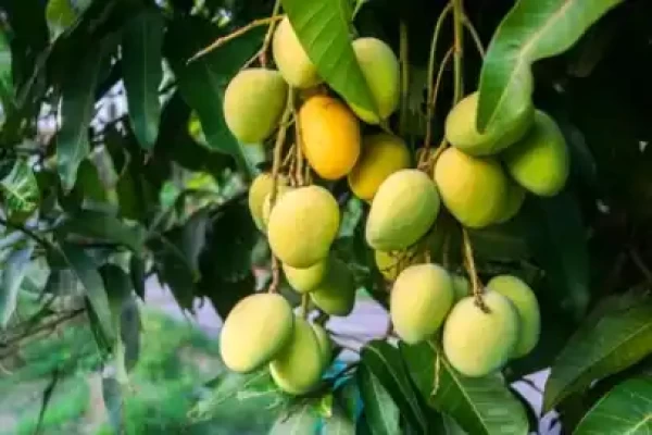 Mangifera indica
