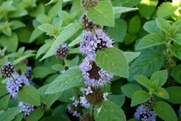 Mentha arvensis