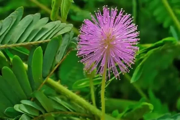 Mimosa pudica
