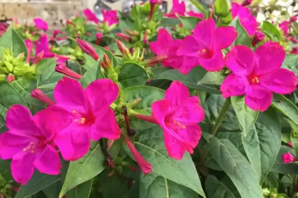Mirabilis jalapa