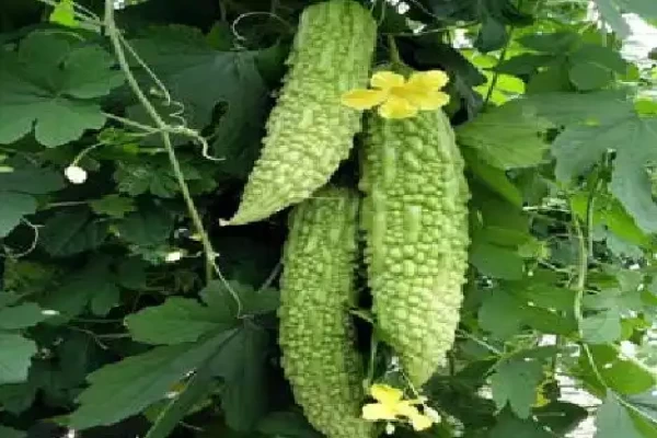 Momordica charantia