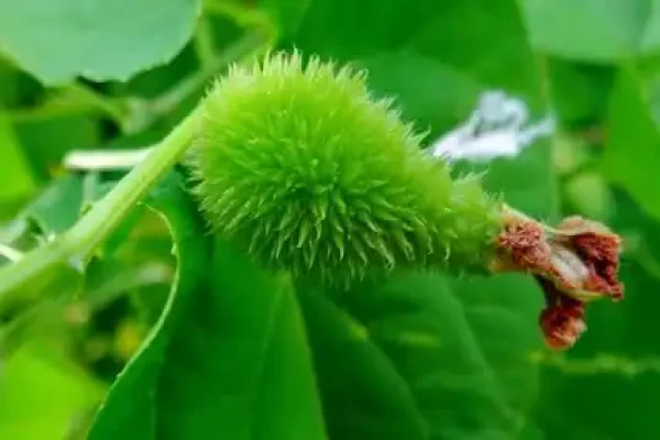 Momordica dioica