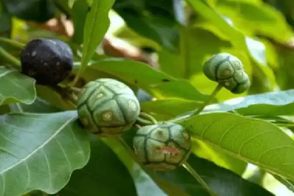 Morinda tinctoria