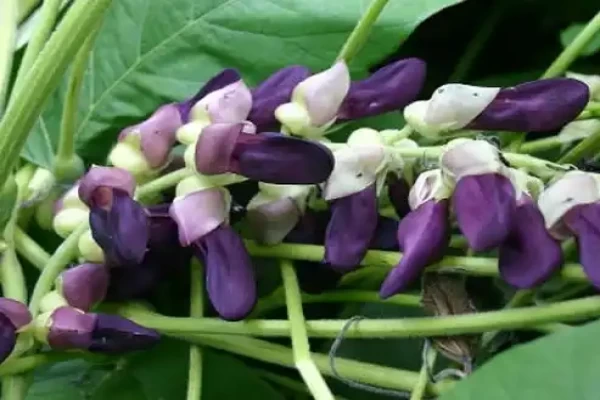 Mucuna pruriens