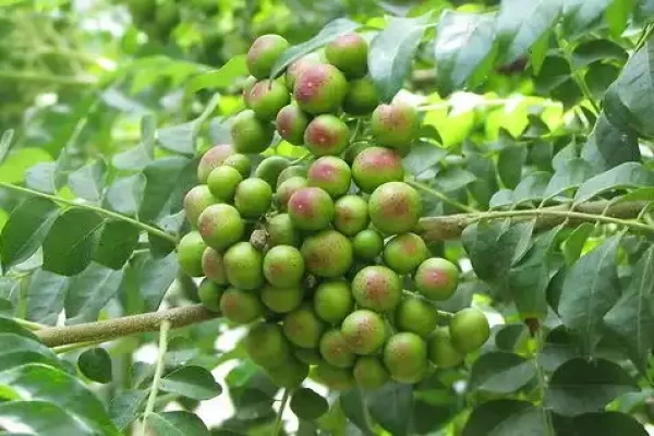 Murraya koenigii