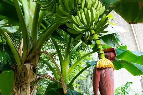 Musa paradisiaca
