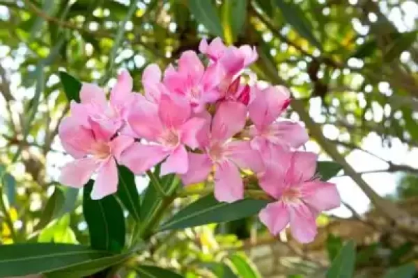 Nerium indicum
