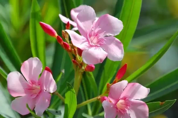 Nerium odoratum