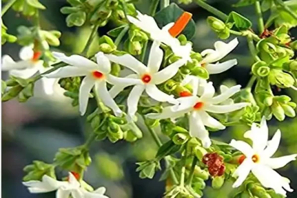 Nyctanthes arbor tristis