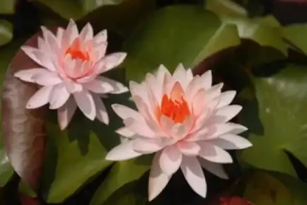 Nymphaea stellata