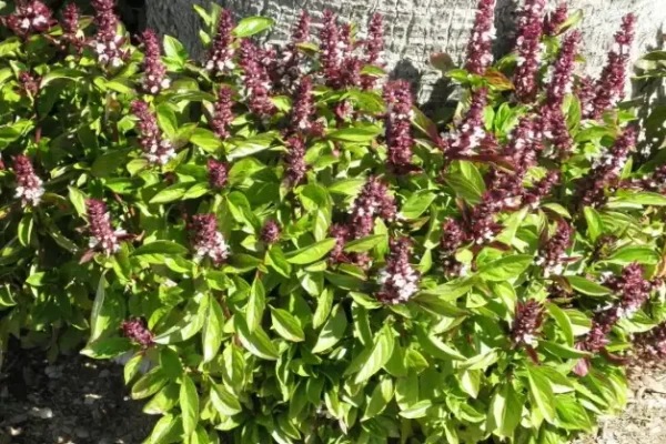 Ocimum basilicum