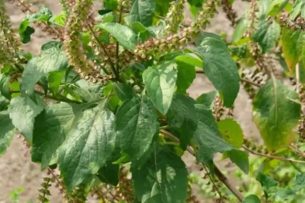 Ocimum gratissimum