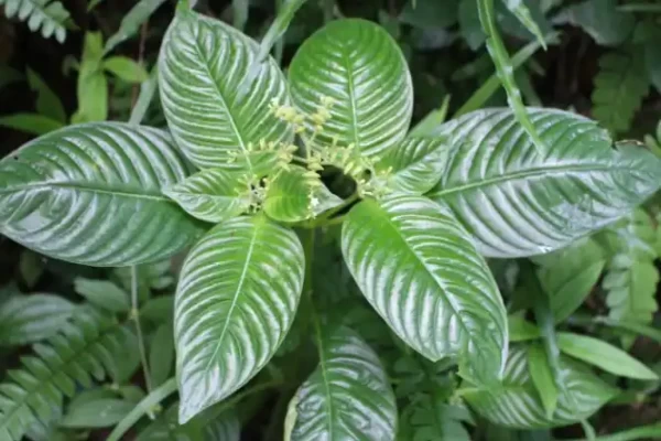 Ophiorrhiza mungos