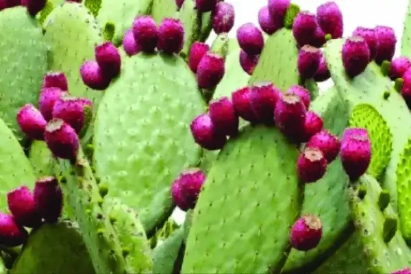 Opuntia elatior