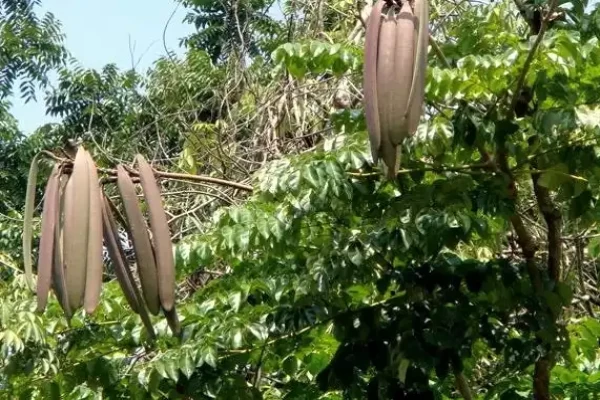 Oroxylum indicum