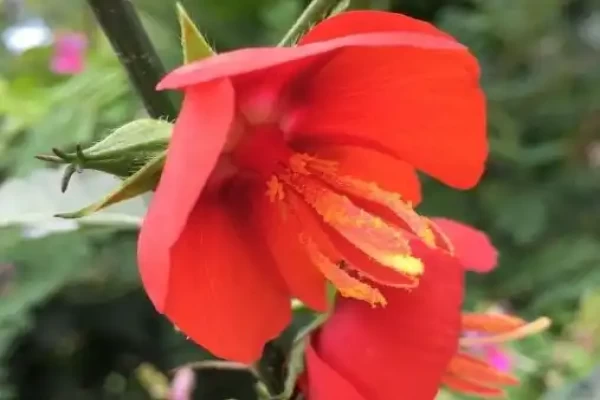 Pentapetes phoenicea