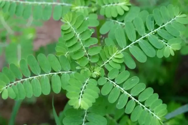 Phyllanthus niruri