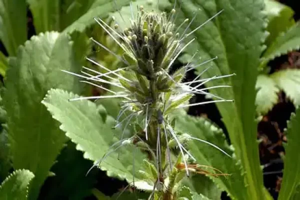 Picrorhiza kurroa