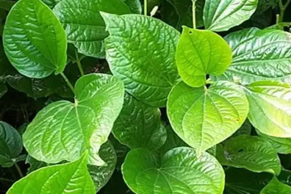 Piper betel