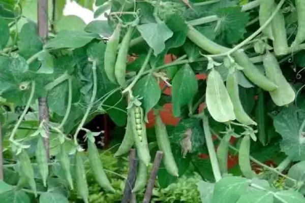 Pisum sativum