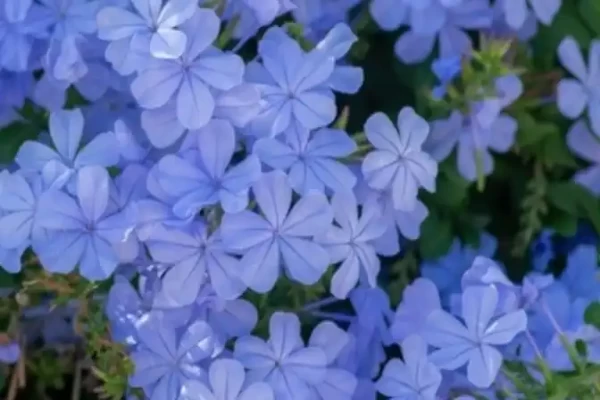Plumbago auriculata