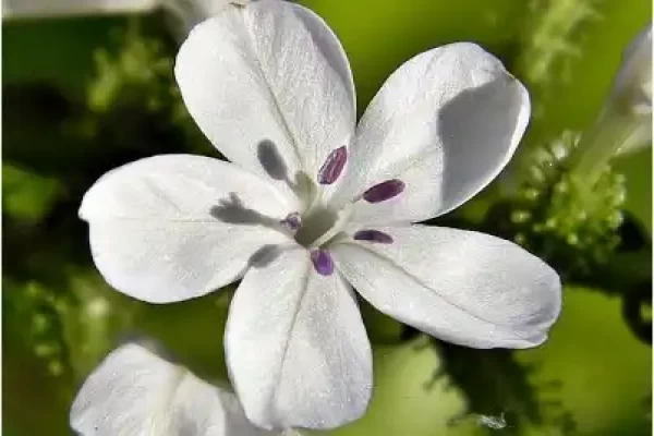 Plumbago zeylanica