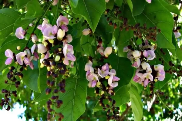Pongamia glabra