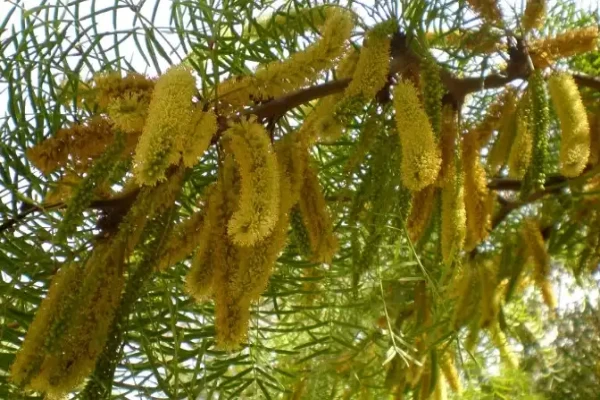 Prosopis chilensis