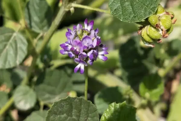Psoralea corylifolia