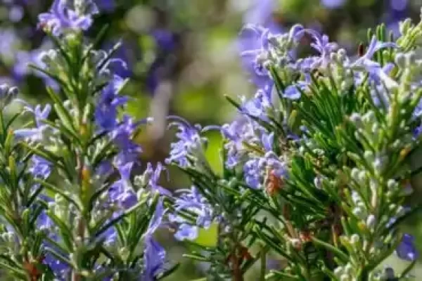 Rosmarinus officinalis