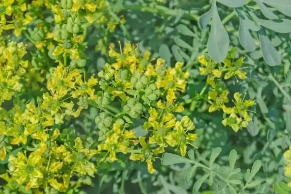Ruta graveolens