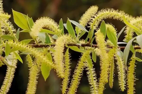 Salix tetrasperma