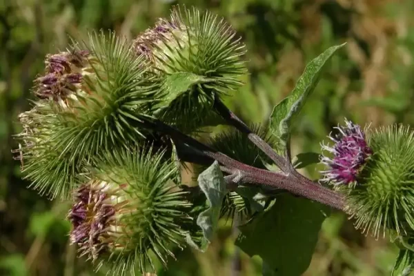 Saussurea lappa