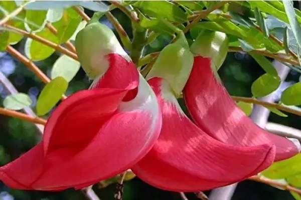 Sesbania grandiflora
