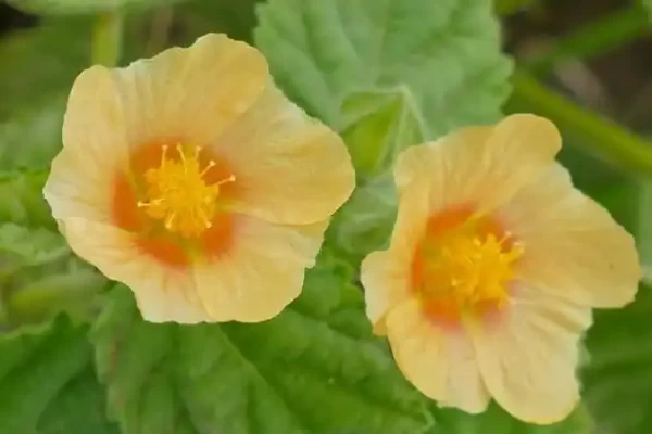 Sida cordifolia