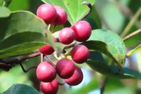 Smilax china