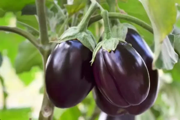 Solanum melongena