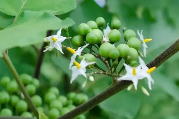 Solanum torvum