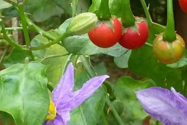 Solanum trilobatum