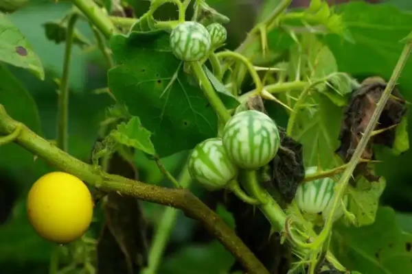 Solanum xanthocarpum