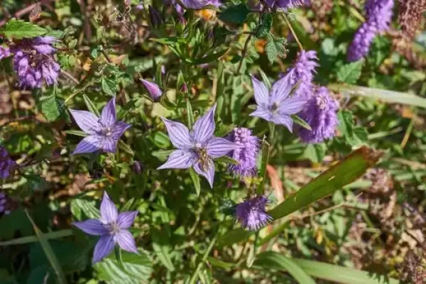 Swertia chirata