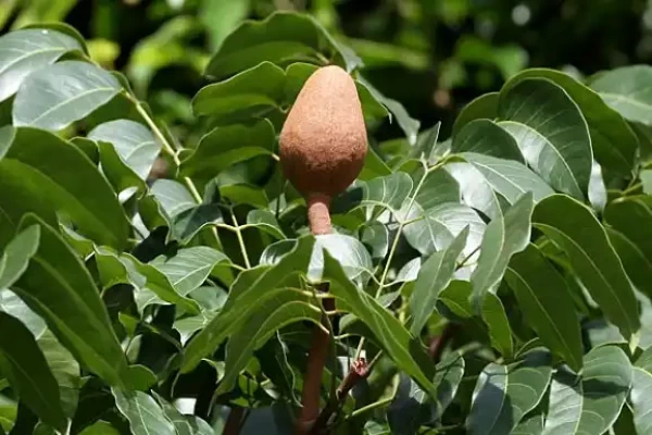 Swietenia macrophylla