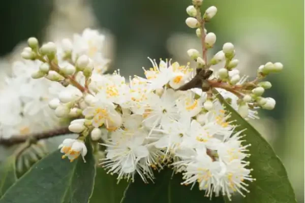 Symplocos racemosa