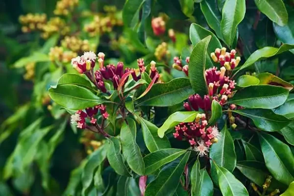 Syzygium aromaticum