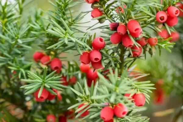 Taxus baceata
