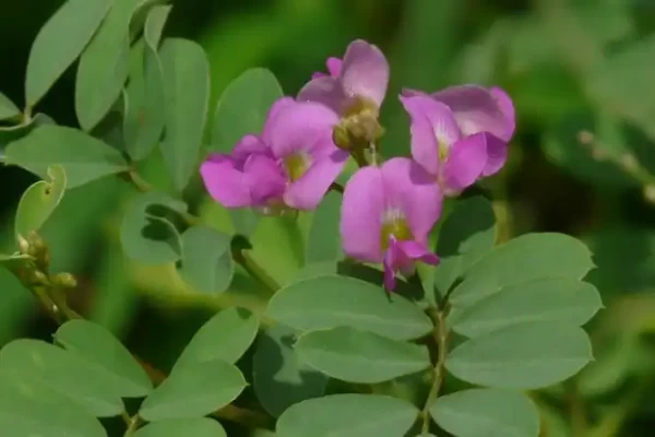 Tephrosia purpurea