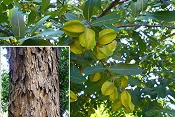 Terminalia arjuna