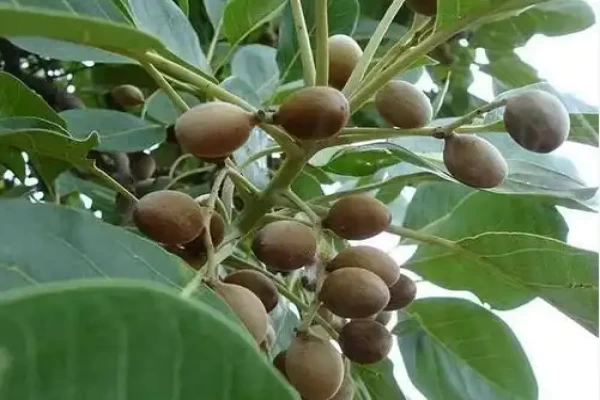 Terminalia bellirica