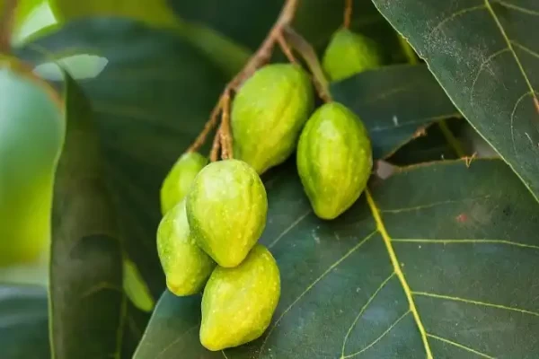 Terminalia chebula